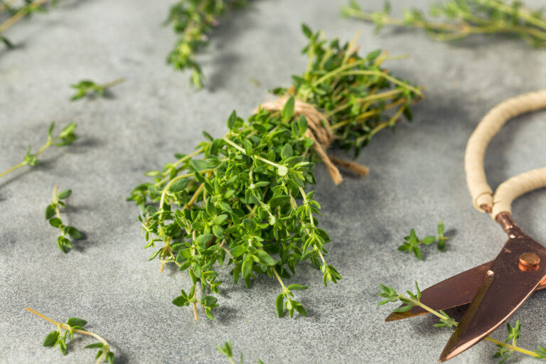 Raw Green Organic Thyme Herb in a Bunch for Cooking